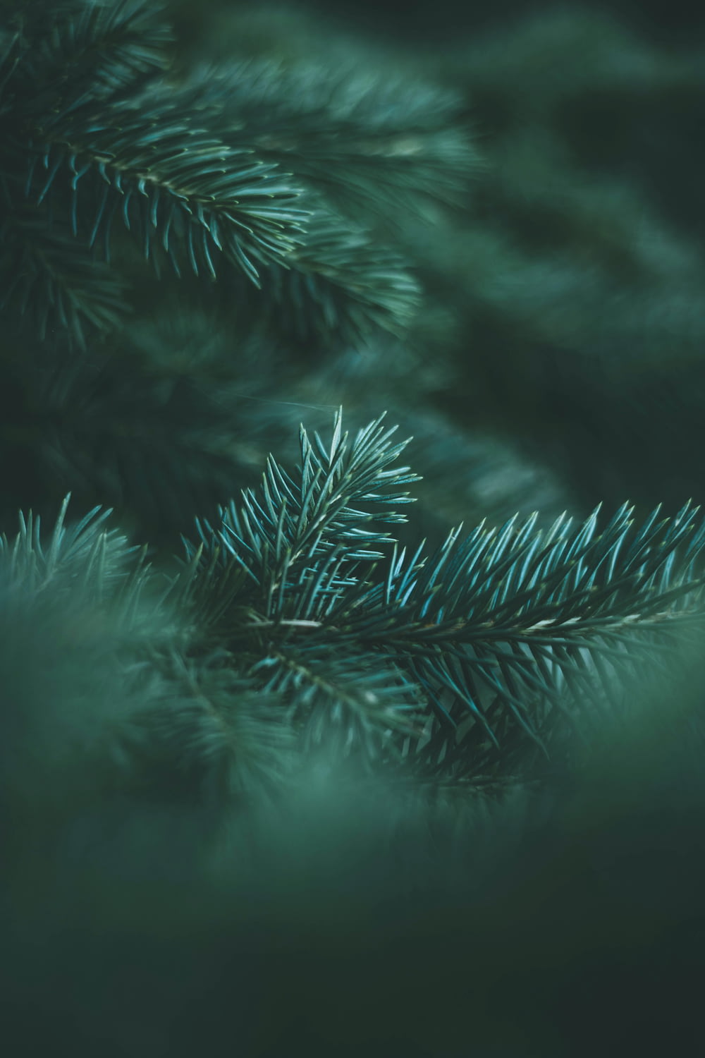 hojas verdes de pino en fotografía de primer plano