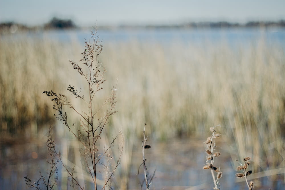 brown grass near body of water during daytime