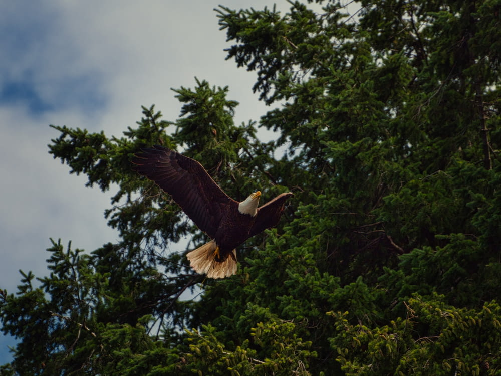 brown eagle flying over green trees during daytime