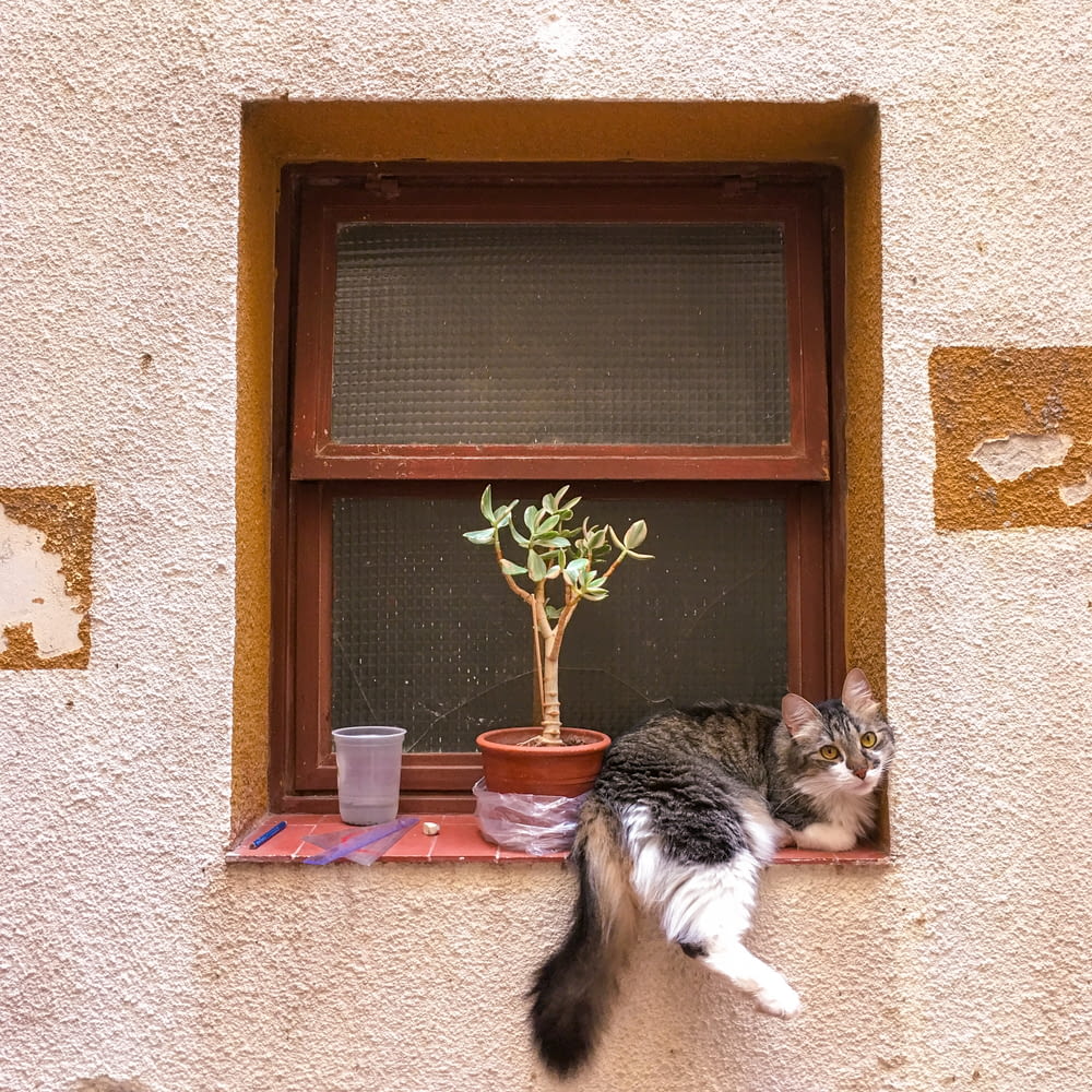 鉢植えの隣の窓枠に座っている猫