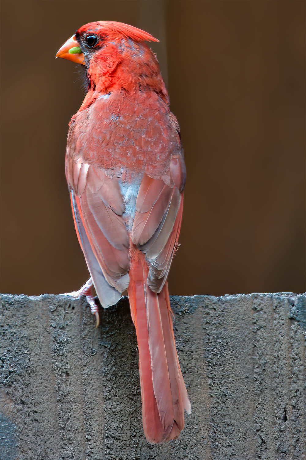 pássaro vermelho na cerca de madeira cinzenta
