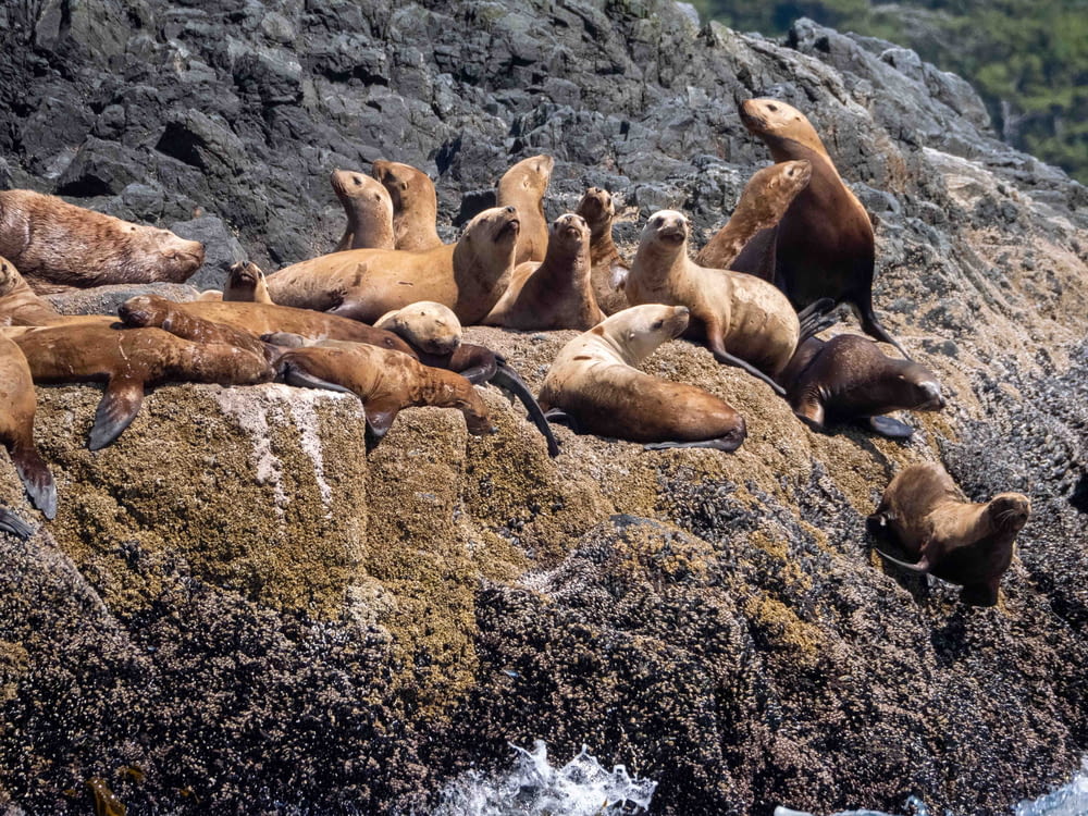 group of sea lion on rocky shore during daytime