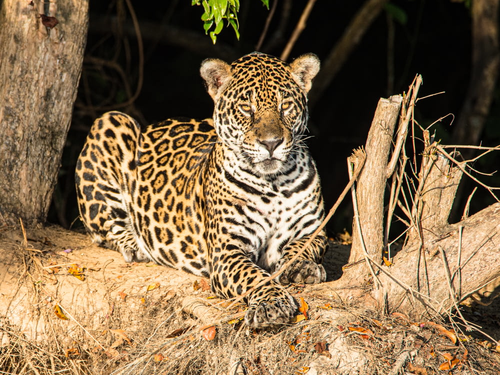 leopard lying on brown tree branch during daytime