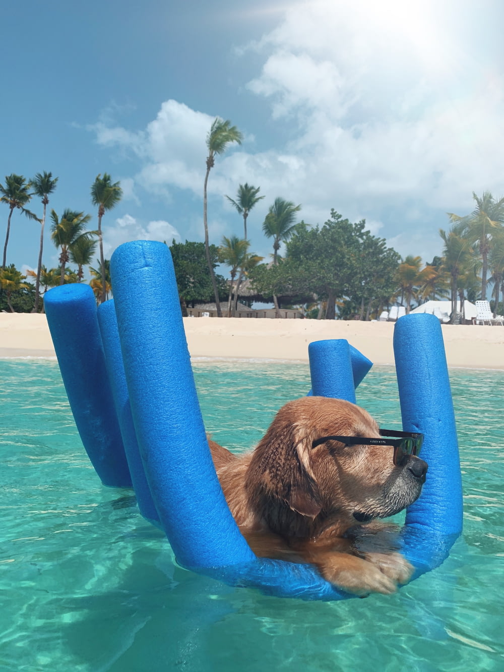 brauner kurzhaariger Hund tagsüber im blauen aufblasbaren Pool