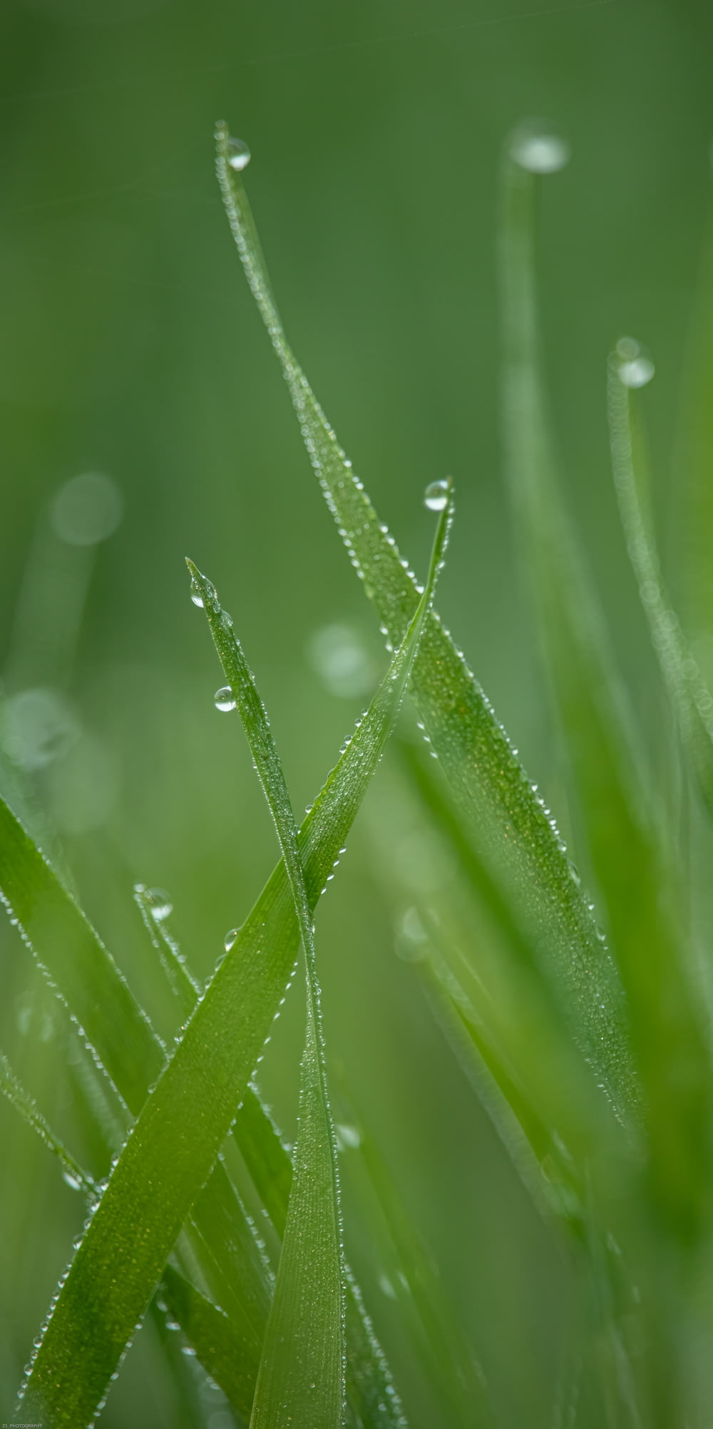 gotículas de água na grama verde