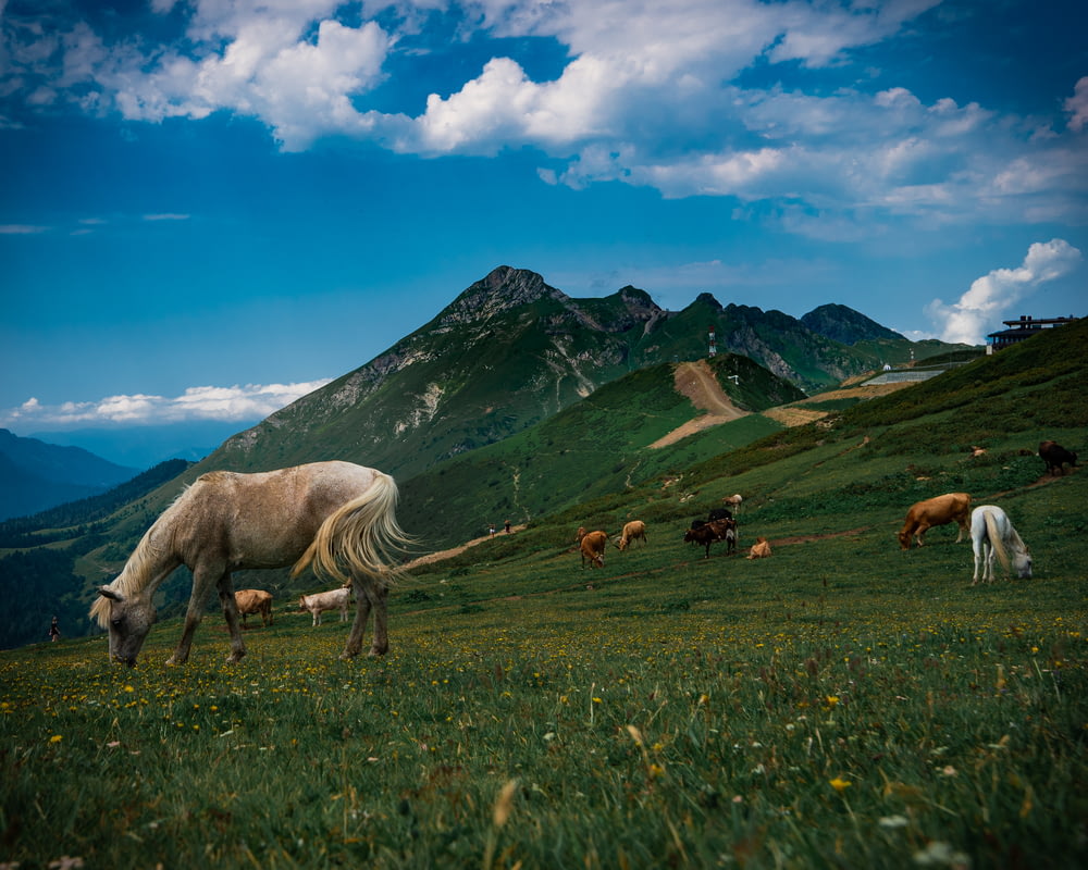 horses on green grass field near mountain under blue sky during daytime
