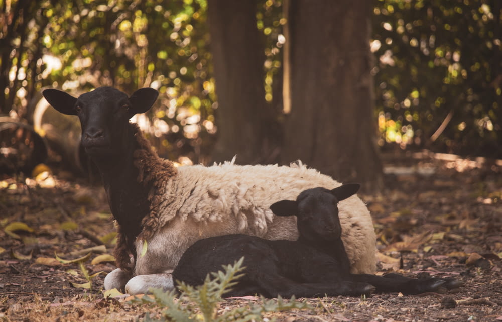 pecore bianche e nere sulla foresta durante il giorno