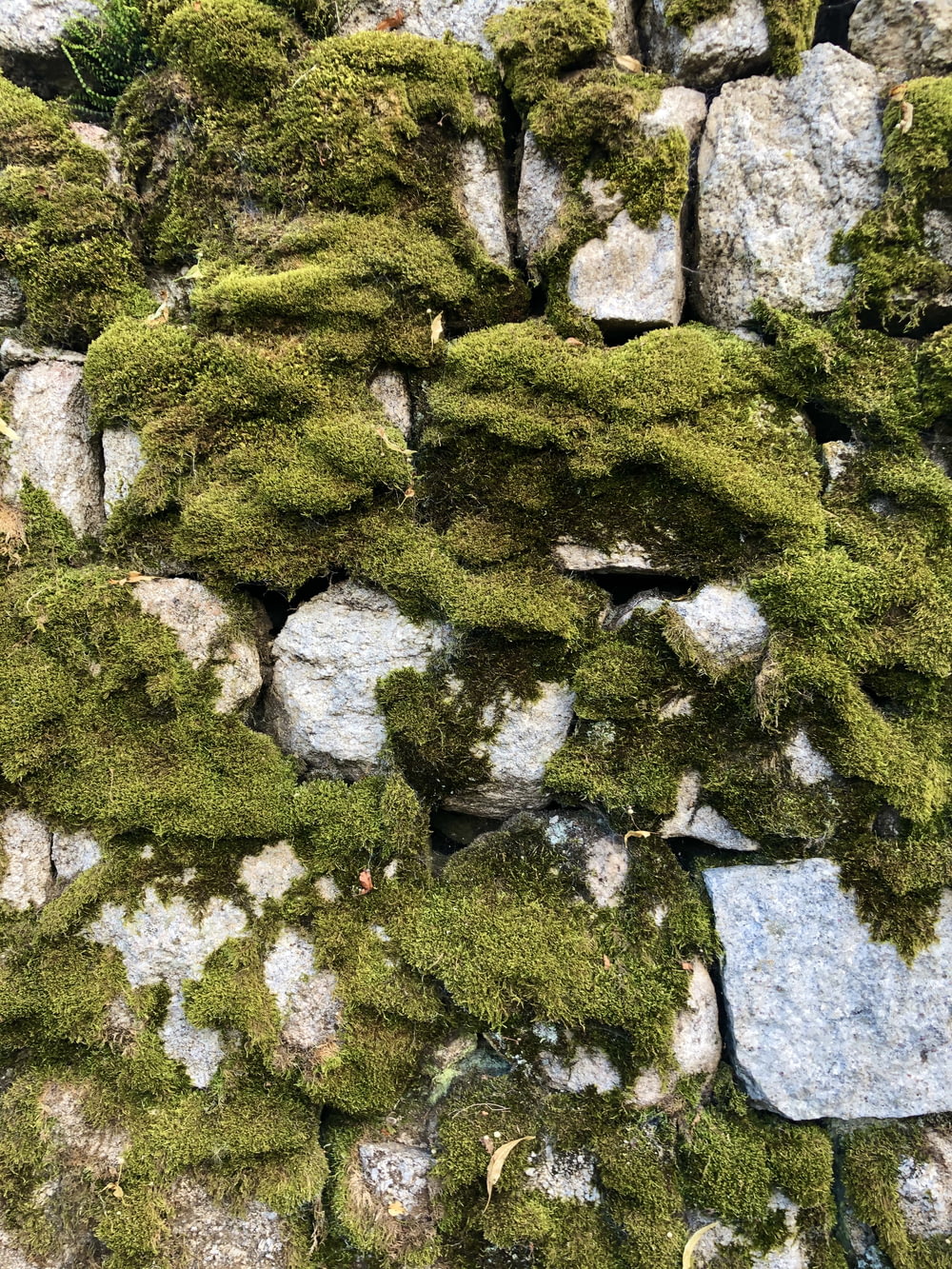 muschio verde su rocce grigie