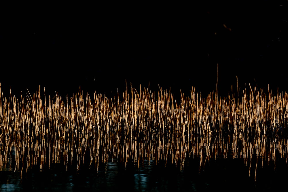 brown grass on water during night time