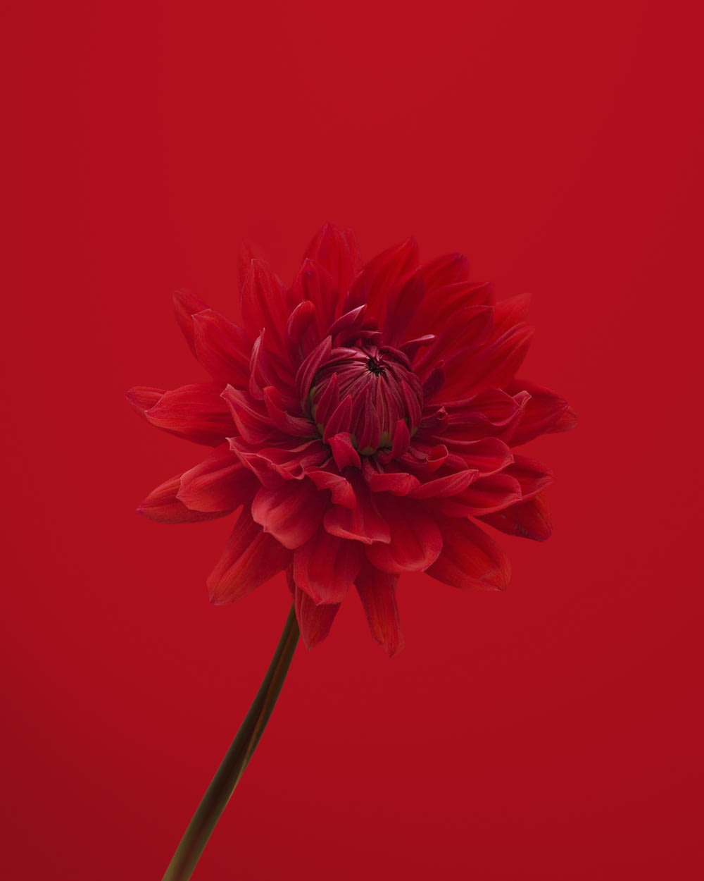 red flower in red background