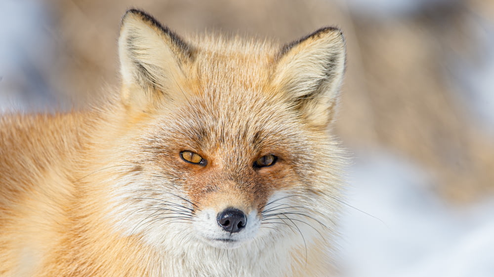 brown fox on white snow during daytime