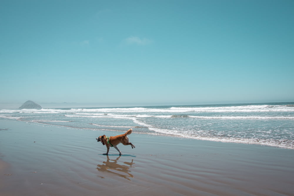 日中のビーチで茶色の短いコートの犬