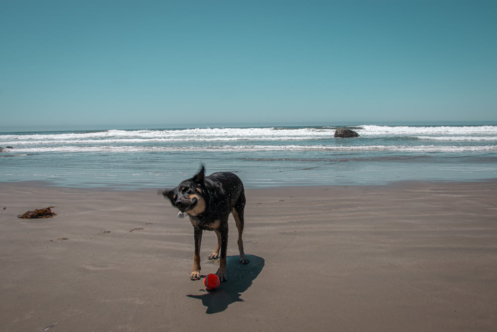 黒と黄褐色のショートコートの中型犬が昼間のビーチにいる