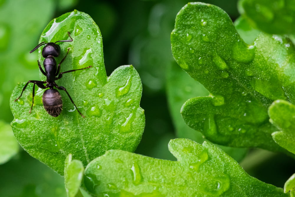 hormiga negra en hoja verde