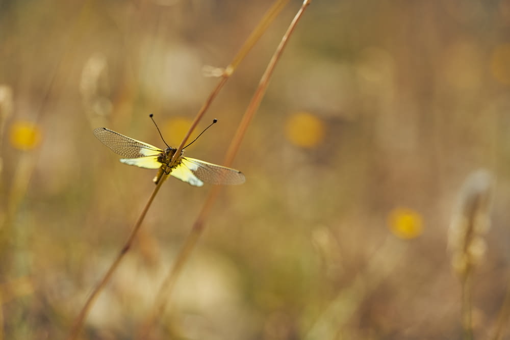 white and brown dragonfly perched on brown plant stem in tilt shift lens