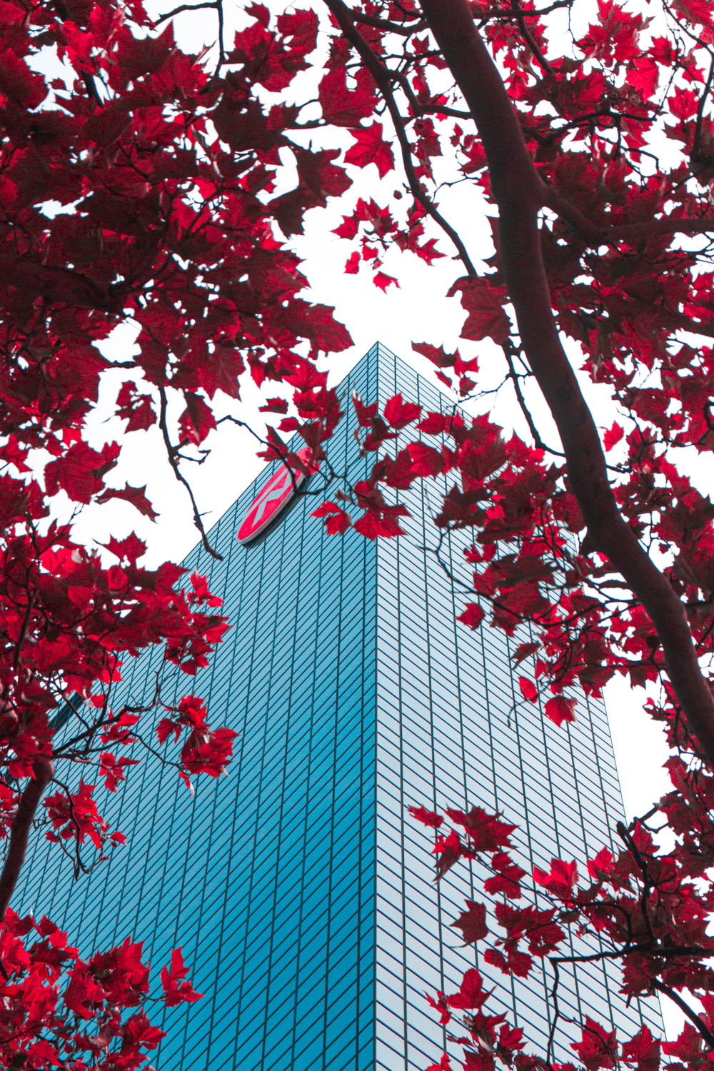 foglie rosse sull'albero vicino all'edificio