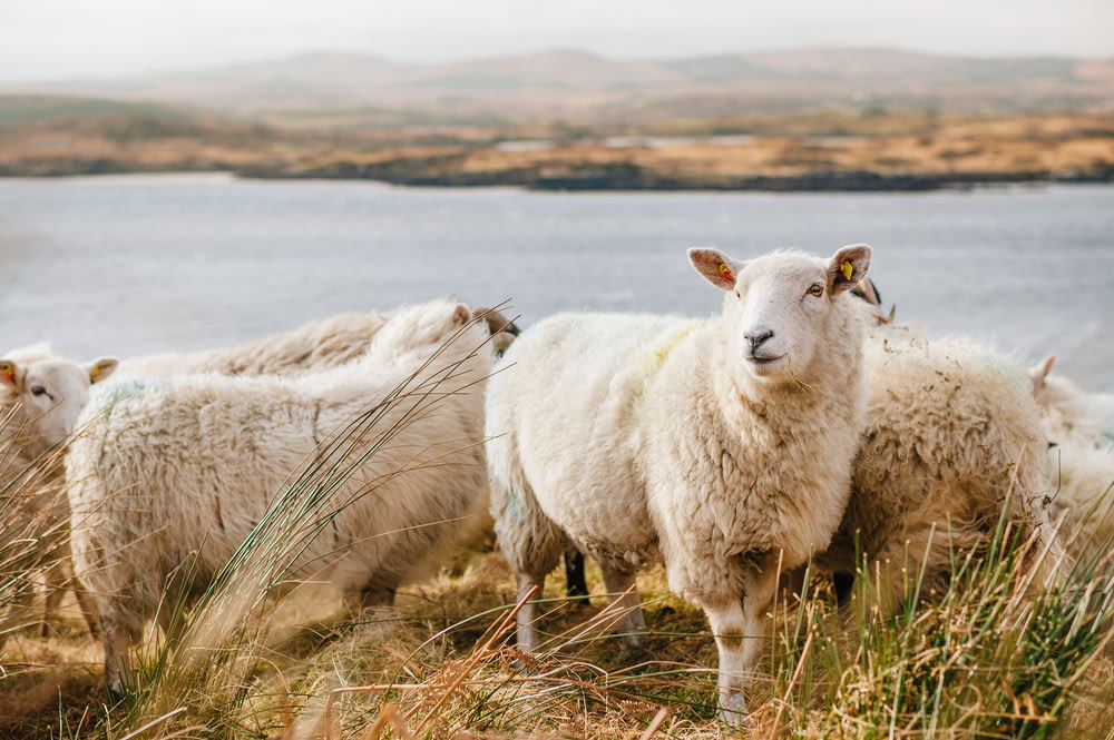 Moutons blancs sur un champ d’herbe brune près d’un plan d’eau pendant la journée