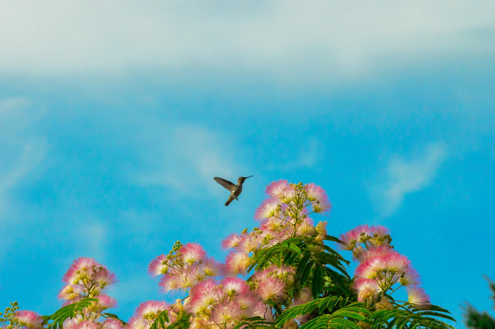 a hummingbird flying over a cluster of pink flowers