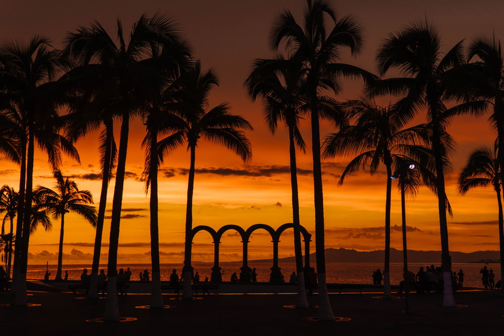 silhouette de palmiers près du plan d’eau au coucher du soleil