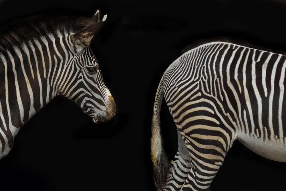 zebra with black background on black background