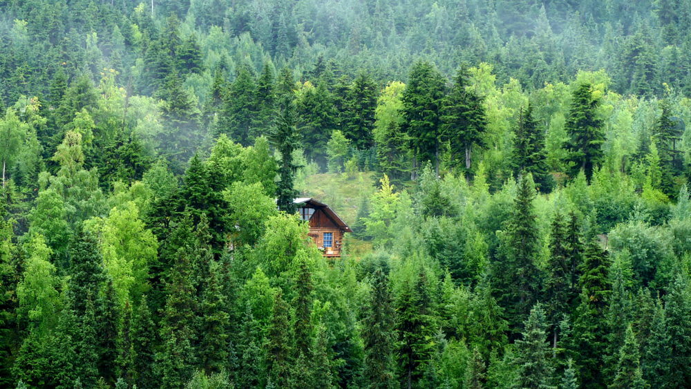 brown wooden house on green forest during daytime