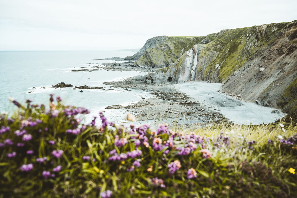 fiori viola sulla costa rocciosa in riva al mare durante il giorno