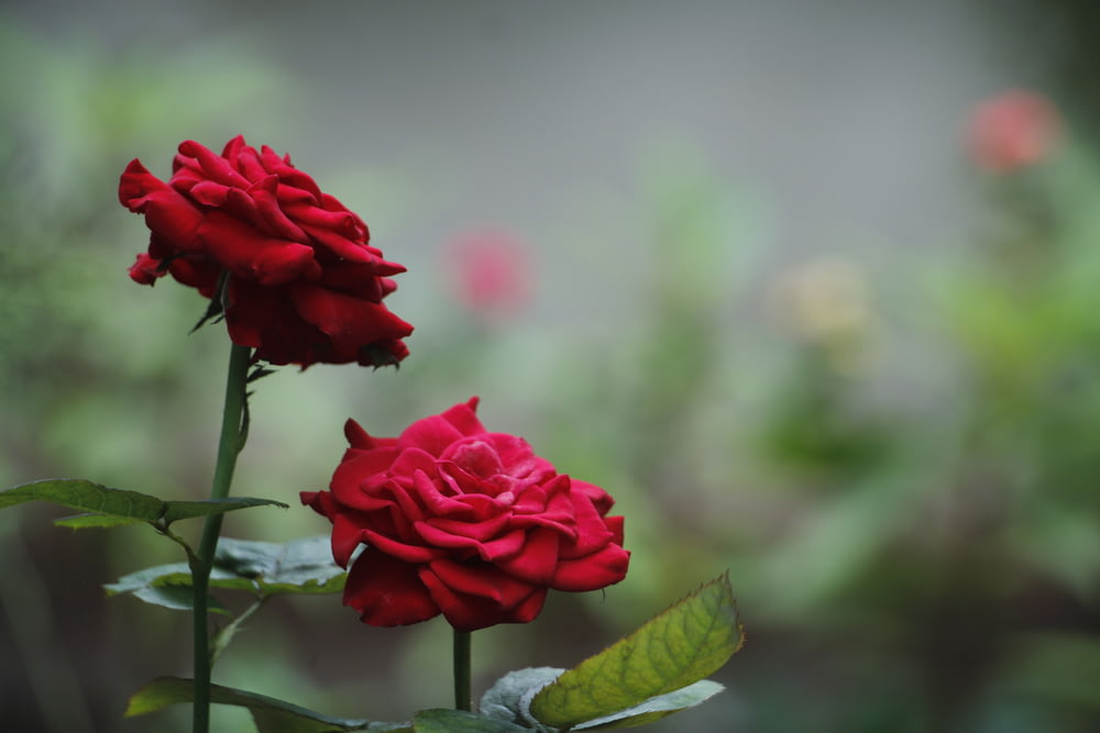 rosa rossa in fiore durante il giorno