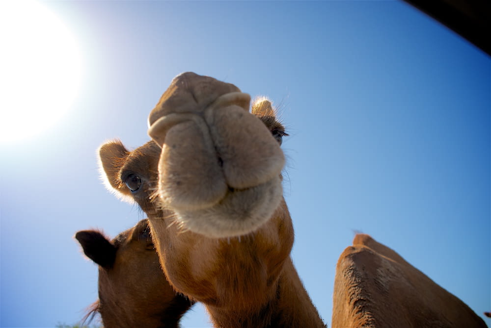camelo marrom sob o céu azul durante o dia