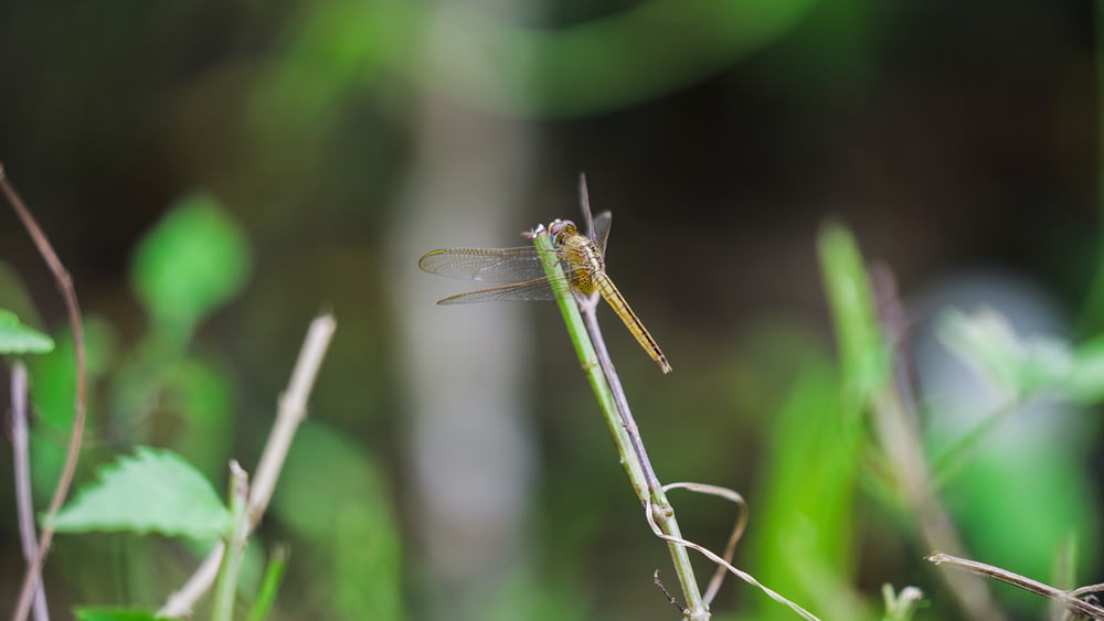 brown and green dragonfly on green stem in tilt shift lens