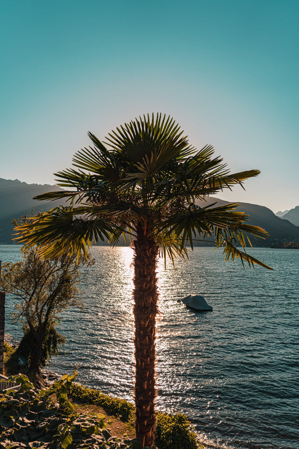 palmier près d’un plan d’eau pendant la journée