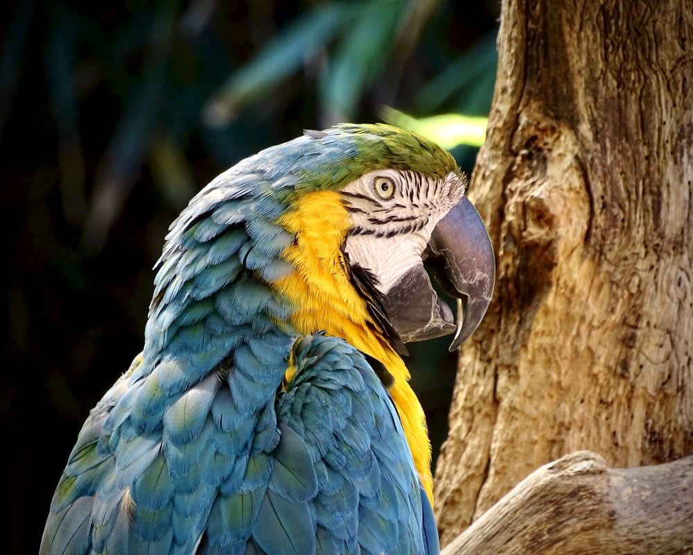 갈색 나뭇가지에 파란색 노란색과 녹색 앵무새