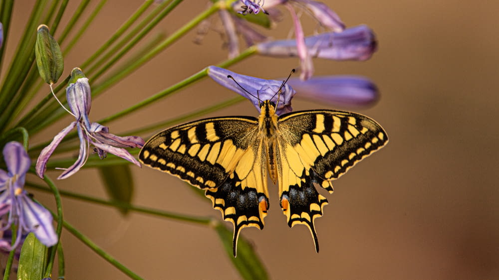 borboleta amarela e preta na flor roxa