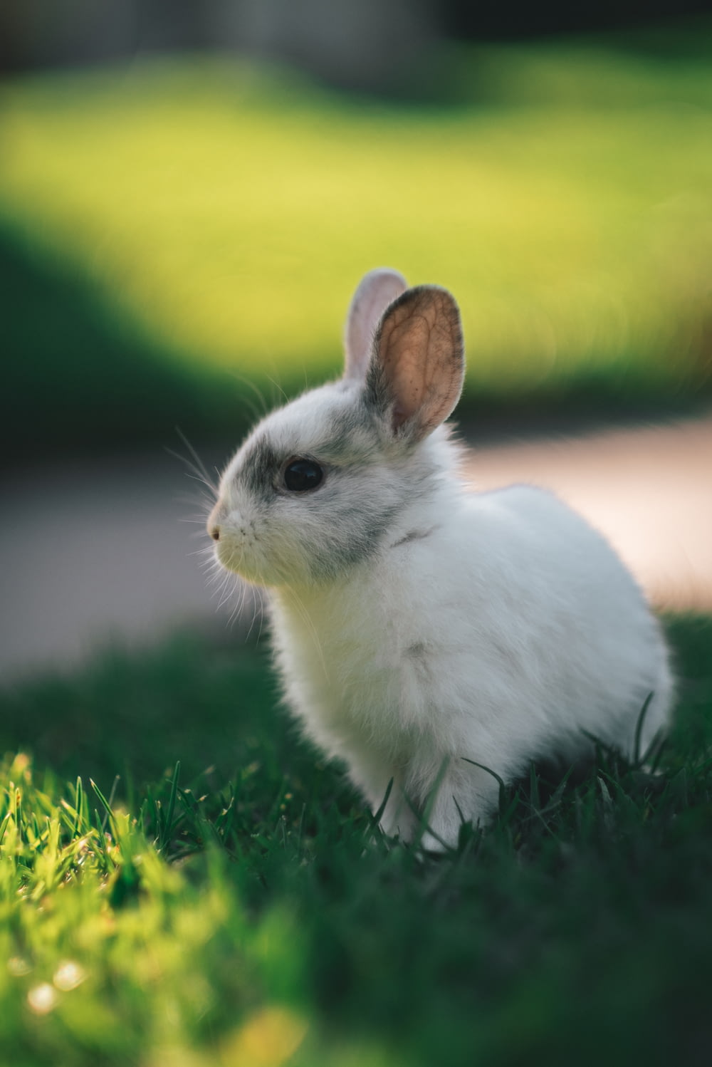 日中の緑の芝生の上の白いウサギ