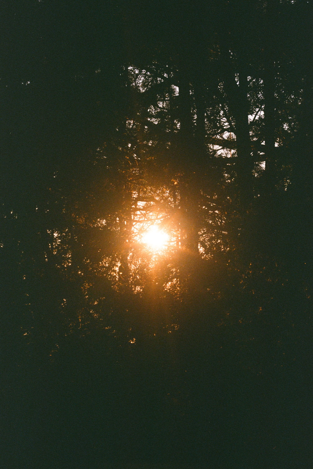 sun in the middle of forest