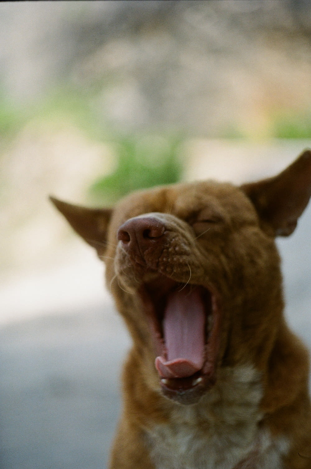 brown short coated dog showing tongue