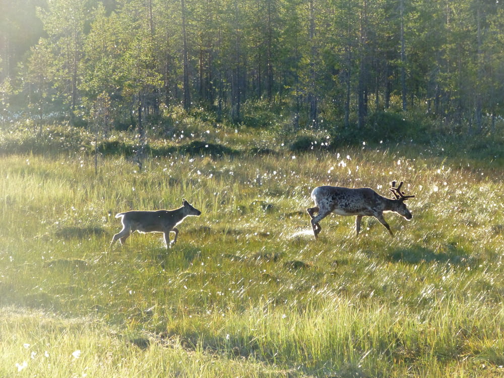 white and black deer on green grass field during daytime