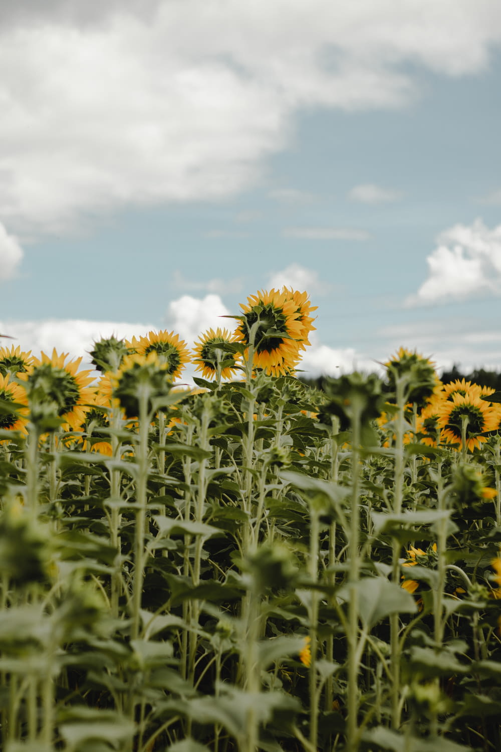yellow sunflower field under white clouds and blue sky during daytime