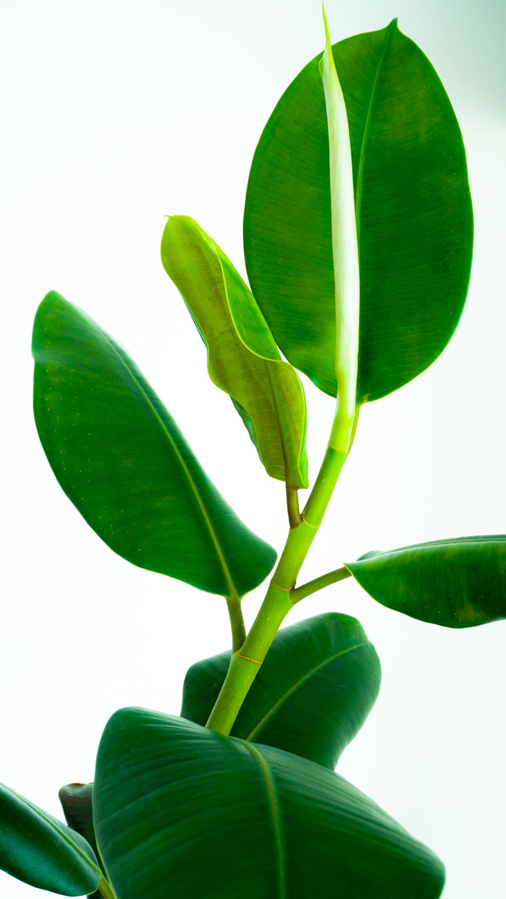 green leaf plant with white background