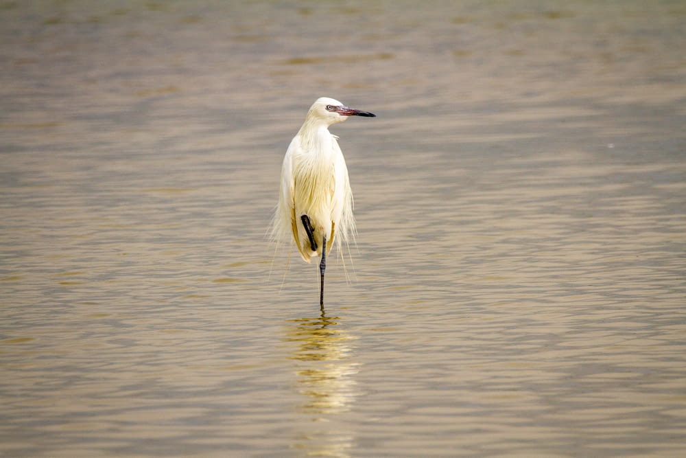 white stork on water during daytime