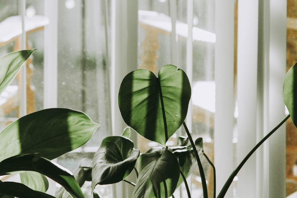 Una planta en maceta sentada frente a una ventana