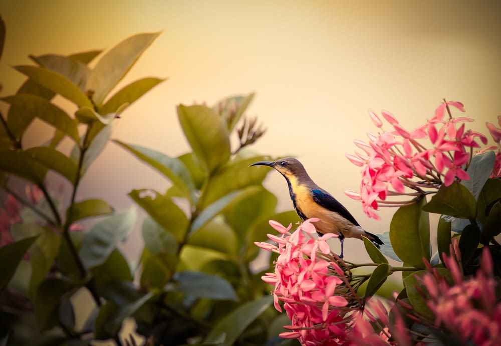 black and yellow bird on pink flower