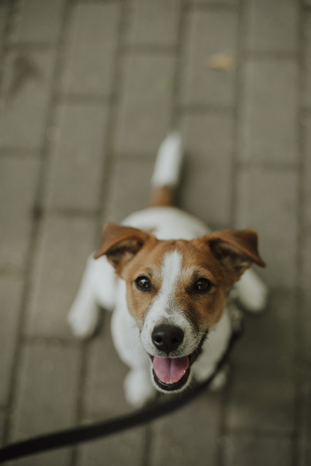 white and brown jack russell terrier mix