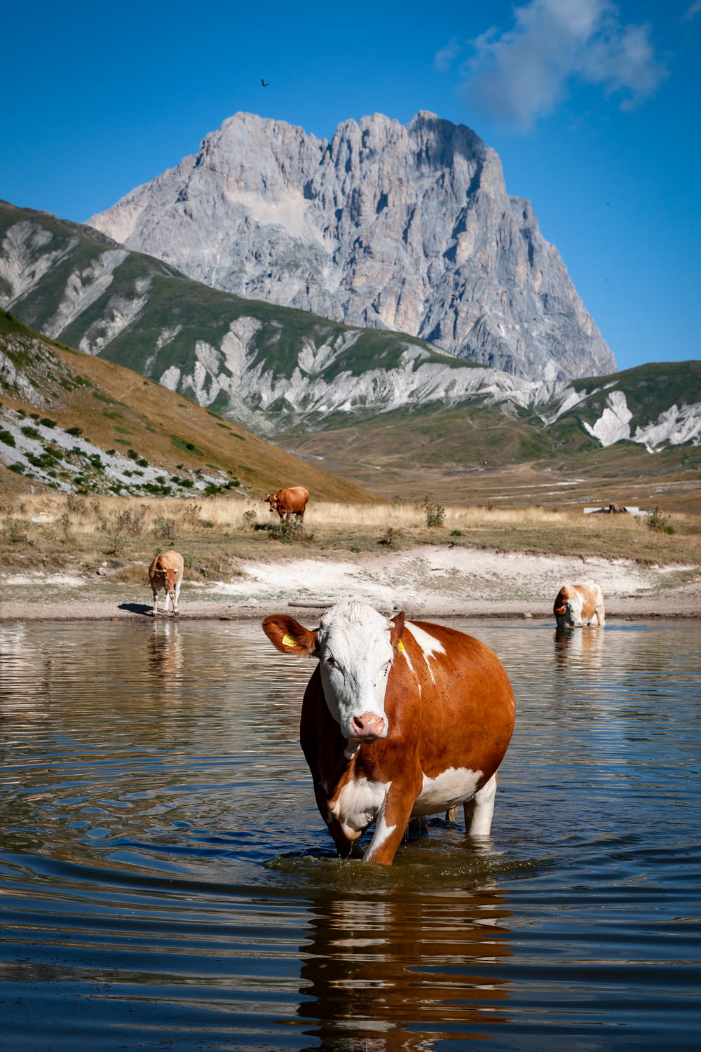 brown and white cow on river during daytime