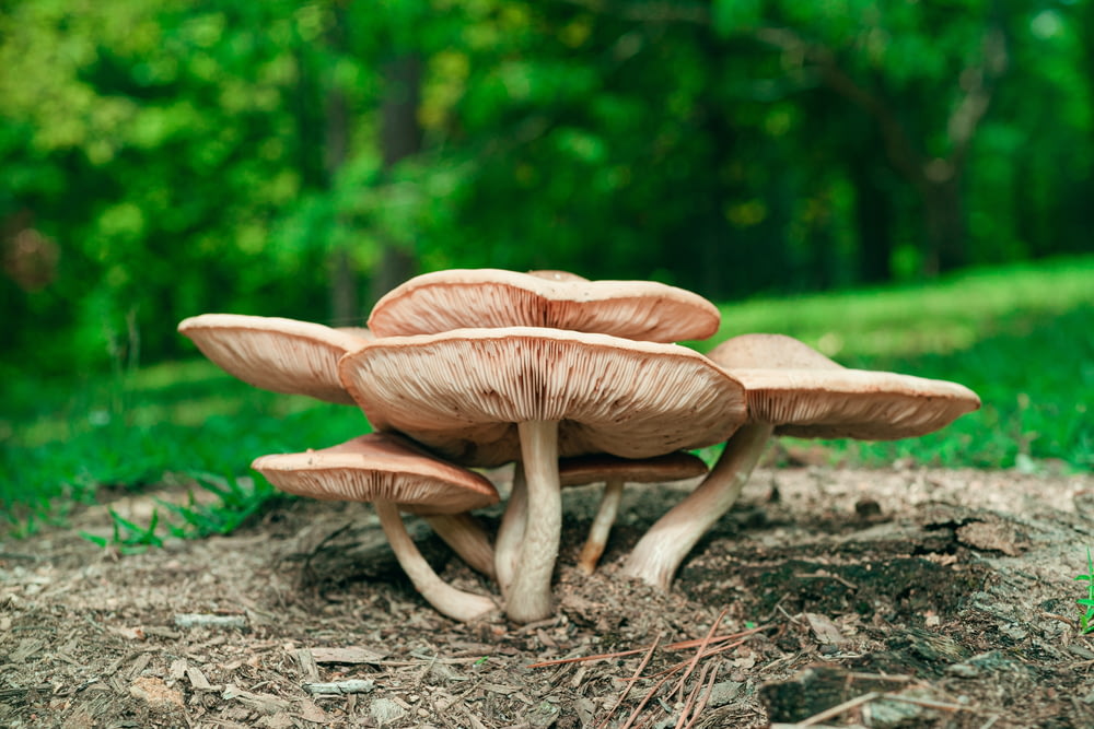 brown mushrooms on gray soil