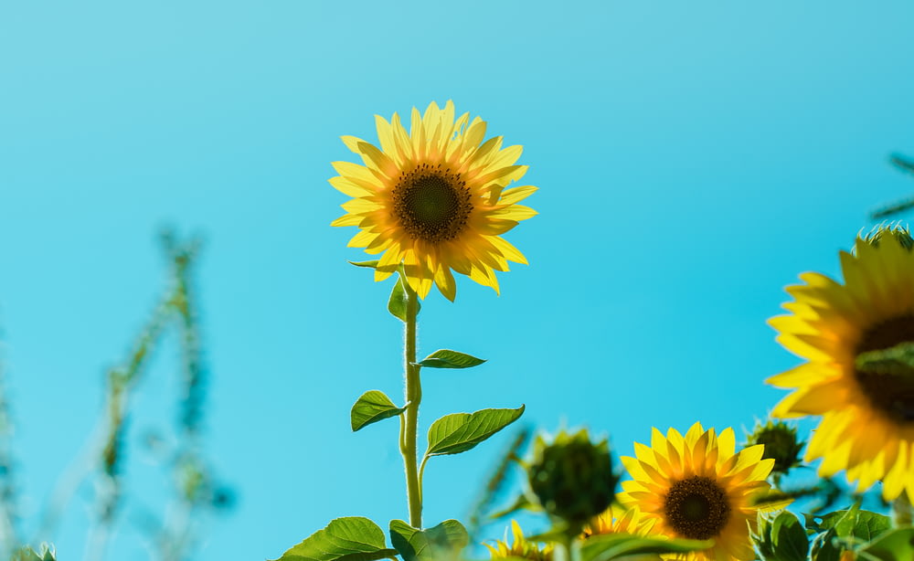 eine große Sonnenblume, die mitten auf einem Feld steht