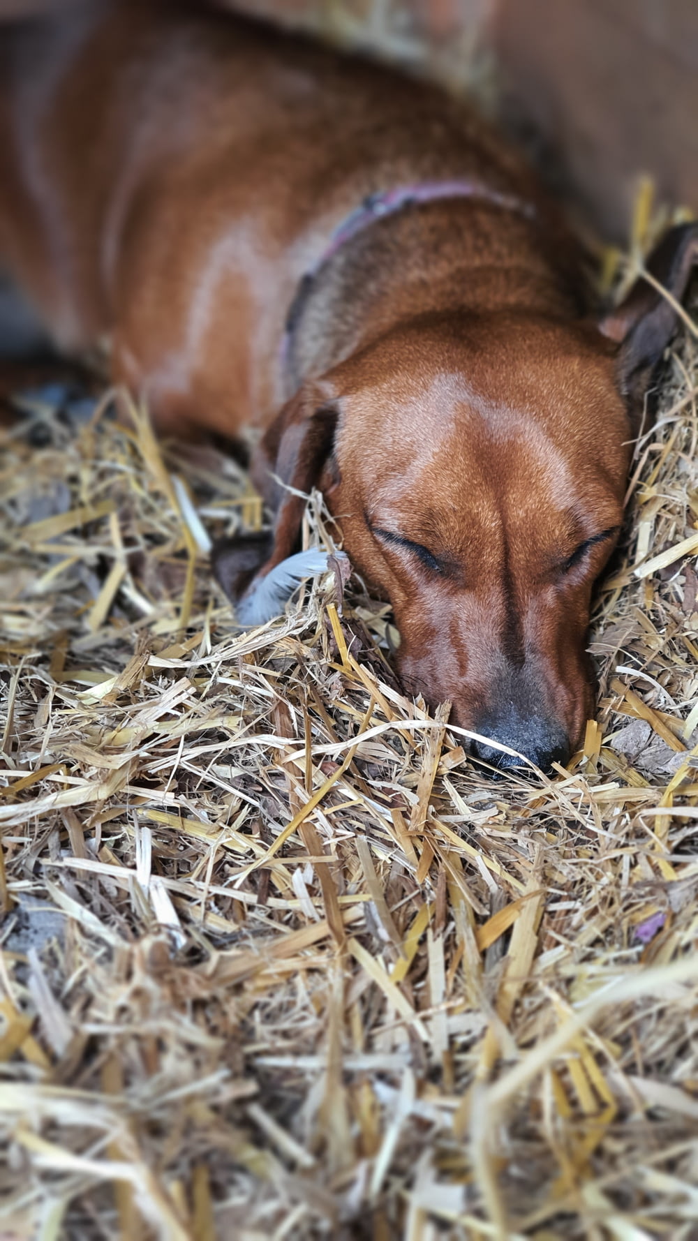 Perro marrón de pelo corto acostado sobre hierba marrón
