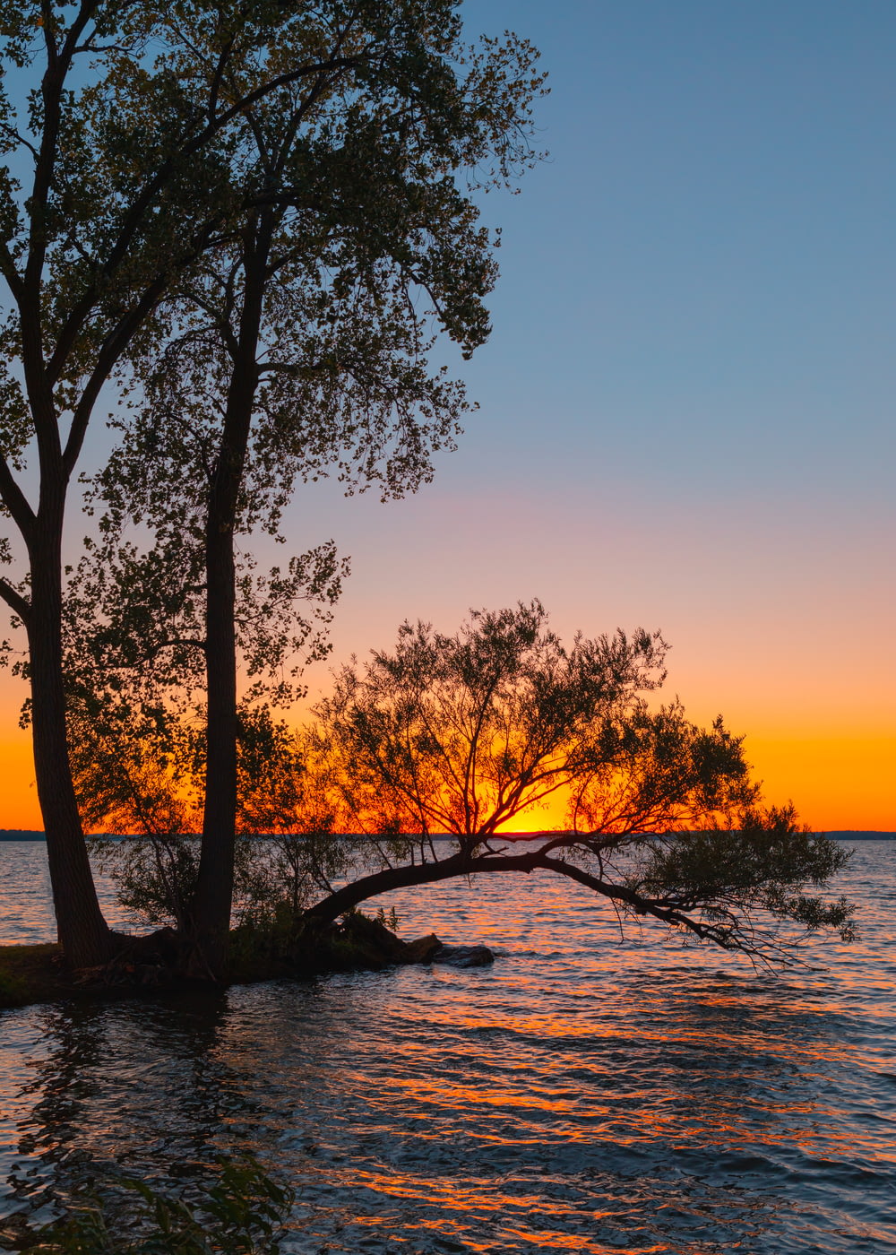 green tree on body of water during sunset