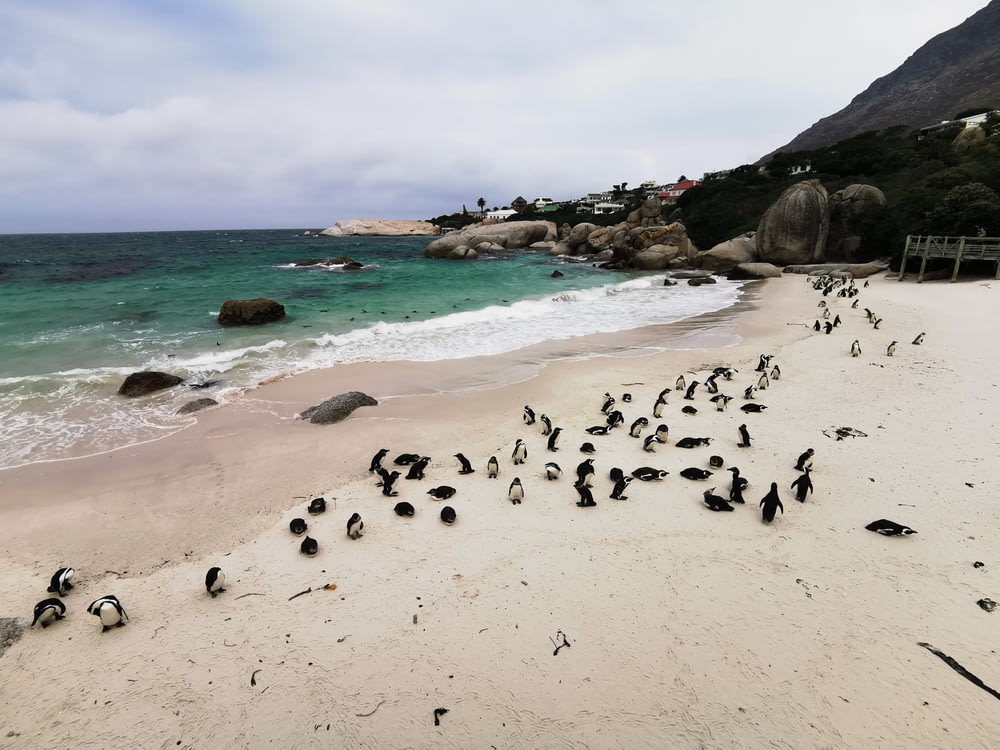 Gruppe von Pinguinen am Strandufer tagsüber