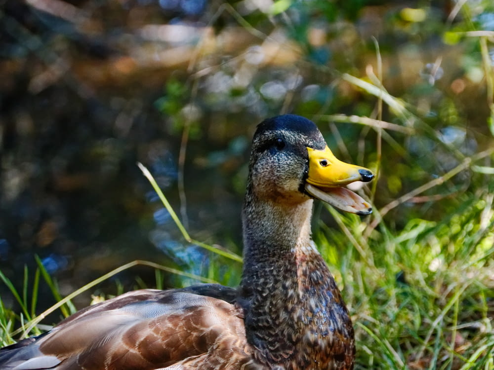 brown duck on green grass during daytime