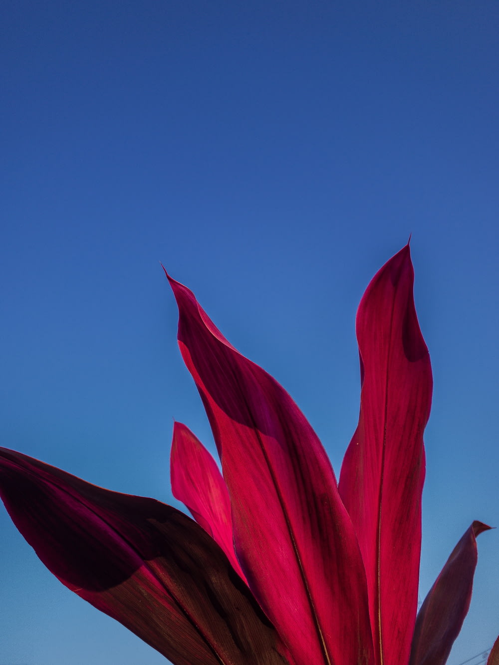 red flower under blue sky